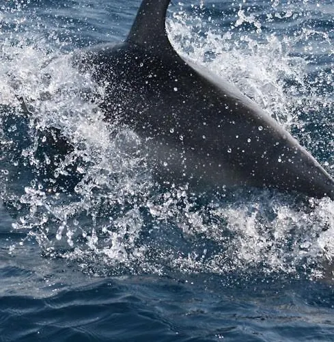 Li Pireddi 农家乐 阿列恩图